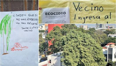 Vecinos celebrarán al árbol centenario de la Del Valle