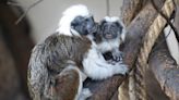 Zoo announces birth of rare tamarin monkey