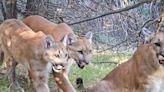 Mountain lion harvest being weighed: Nebraska Game & Parks Commission considering allowing puma hunting in Wildcat Hills unit