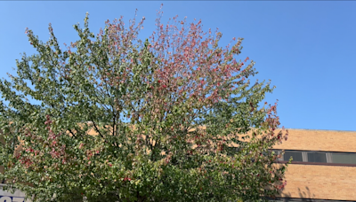 Why are leaves already changing color?