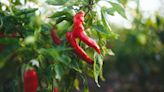 How to Grow Hot Peppers and Ensure a Bountiful Harvest