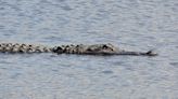 Watch: Alligator nabs angler's catch with astonishing speed