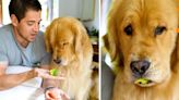 金毛獵犬嘗試不同食物時的搞笑反應 視頻走紅