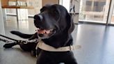 Meet Joska: A black Lab, a service animal, and an experienced cruiser with 700 days at sea