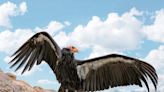 Second Endangered Condor Killed: Utah Officials on the Hunt for Poachers