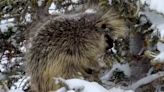 Utah Ski Resort's "Unofficial Mascot" Spotted Near Slopes