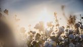 Fashion Must Thwart ‘Irreversible’ Cotton Supply Chain Damage