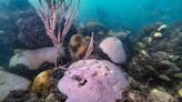 Big blow to Florida reef recovery: First survey after record heat finds coral graveyards