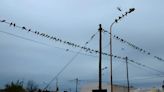 Cidade na Argentina vive crise com invasão de papagaios: eles cantam a noite toda e comem os cabos; vídeo