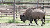 A half-hour's drive from Akron, Red Run Farm puts bison on horizon