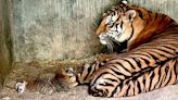 Nacieron crías de tigre de Bengala en el zoológico de Chihuahua