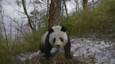 BBC Report Reveals Scale Of ‘Frozen Planet’ Producer Natural History Unit Impact On Bristol But Corporation Raises Inflation...