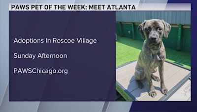 PAWS Chicago Pet of the Week: Meet Atlanta