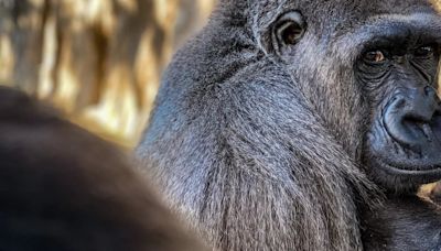 Tres simios murieron por una infección bacteriana en el Zoológico de Jacksonville en una misma semana