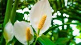 Peace lilies will flower like crazy if placed in the best spot in your home