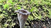 Nature News: Why are mushrooms popping up everywhere? Here's tip of fungal iceberg