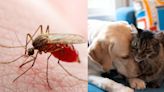 Leishmaniasis en mascotas: el peligroso parásito que puede afectar a tu peludo