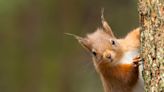 I Just Found Out That Some Red Squirrels Are Nepo Babies And I'm Stunned