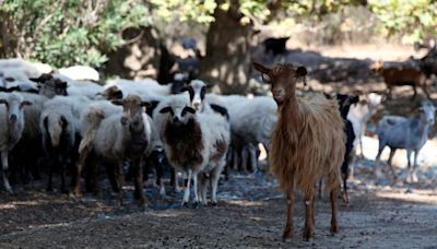 Greece bans movement of goats and sheep to combat spread of 'goat plague'