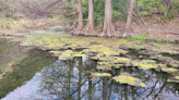 Austin to start 4th year of pilot program treating algae on Lady Bird Lake