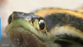 Garter snake causes stir aboard United Airlines jet in New Jersey