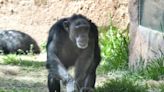 'A loss of one of our family members': BioPark chimp Zoe loses baby