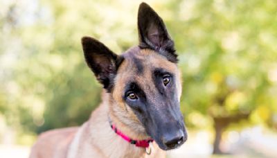 Belgian Malinois Is Confused and Excited After Seeing Mom and Brother on National TV