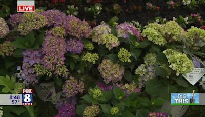 New varieties of Flowering Shrubs bring more blooms with less headaches