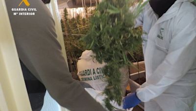 La Guardia Civil desmantela una plantación con 48 kilos de marihuana en Ciudad Rodrigo