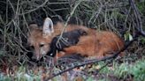 Adorable maned wolf pups cuddle into mother shortly after being born at Yorkshire zoo