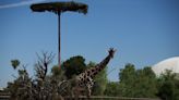 La jirafa Benito inicia su viaje de 2.000 km hacia Africam Safari, un mejor hogar en el centro de México