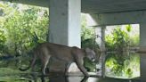 Florida panther or bobcat? Here's how to tell the difference and 10 things to know