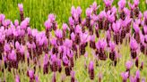 Best lavender varieties – 14 perfumed beauties for flowers and foliage