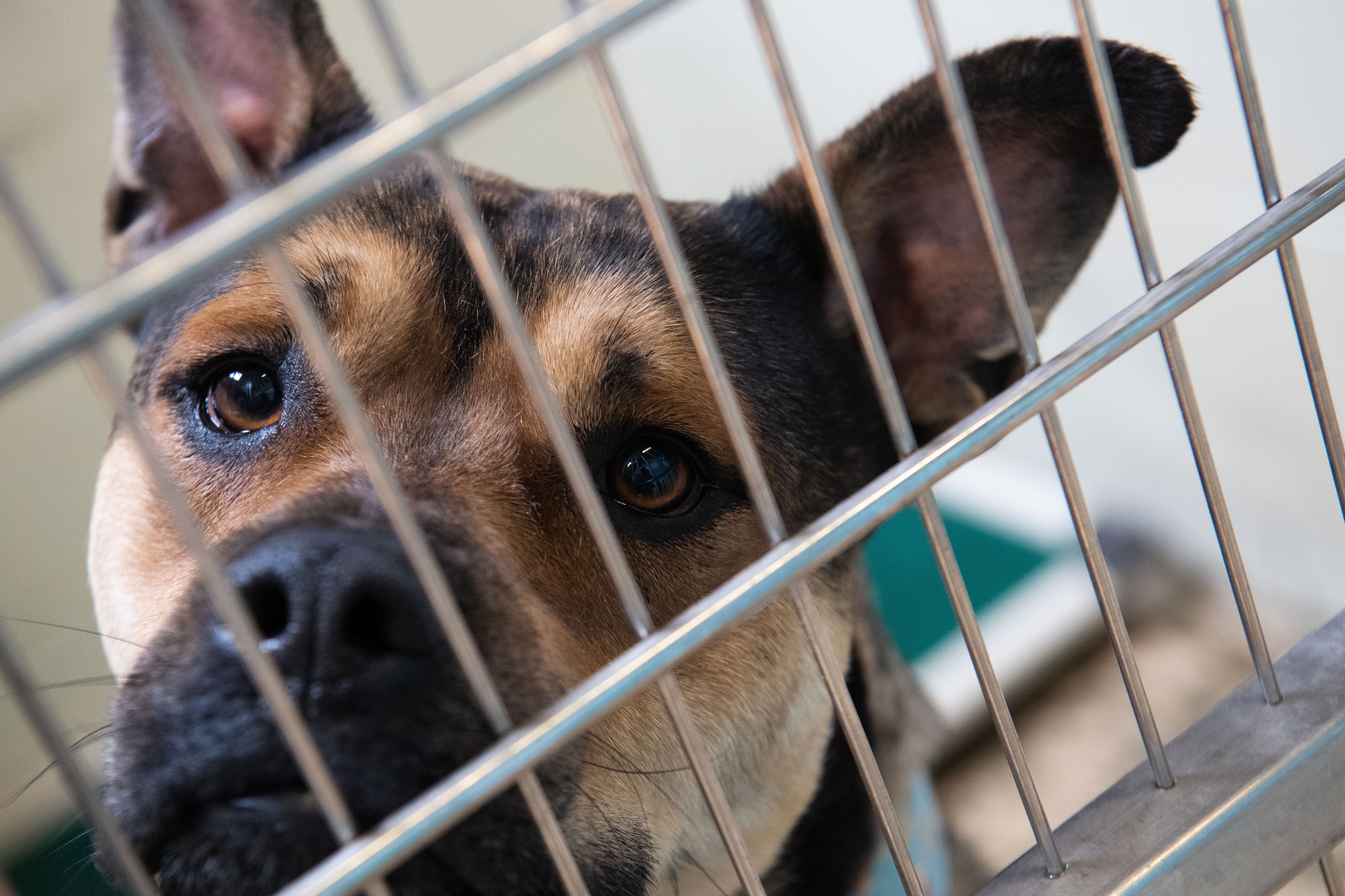 Tuscaloosa Metro Animal Shelter appeals for public's help after distemper outbreak