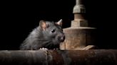 3 Ohio towns rank among top 50 'rattiest cities' in America