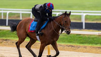 How to train a racehorse: Meet Five Towns, a filly set to step up on Preakness weekend