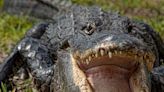 What to do if you see an alligator and how to survive an attack, according to a wildlife expert who keeps pet gators