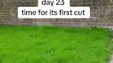 I turned my bare garden into a vibrant green lawn in DAYS with a £4 Asda buy