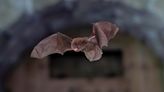 Bats are driven away by solar farms, but fossil fuels are still far more harmful: study