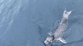 基隆外海出現野生海豹 專家：應是覓食迷航