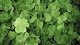The Spiritual Meaning Behind Why We Celebrate St. Patrick's Day