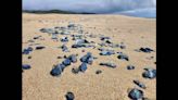 Odd-looking ‘blue beach buddies’ flood California beach. What are the ‘magical’ blobs?