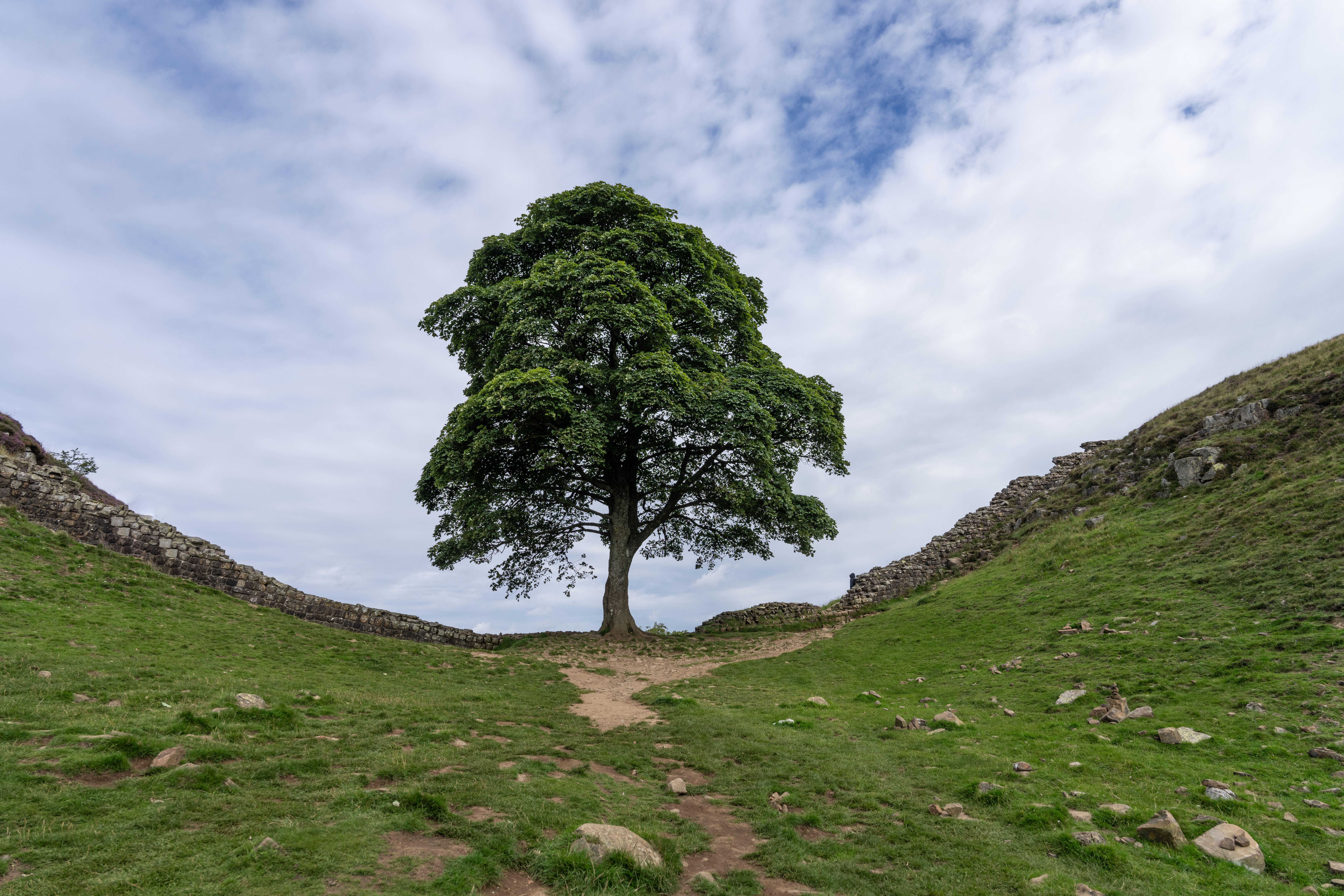 Who cut down the Sycamore Gap tree? Everything we know