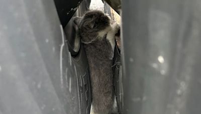 Ohio Troopers Rescue Small Baby Kitten Wedged Between Wheels of Truck: 'Mission Im-Paw-Sible'