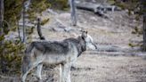 The Gray Wolf Effect: How Predator Loss Is Rewriting America’s Ecosystems