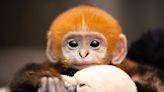 The Saint Louis Zoo Introduces Pumpkin Orange Langur Monkey Baby in Time for Halloween