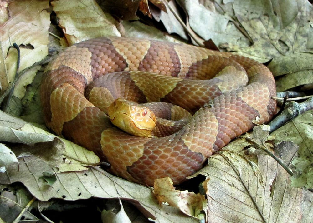 Beautiful, shy but venomous, copperheads are out in CT. Here’s why and what to watch for.