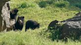 3 Andean bear cubs make debut at Queens Zoo