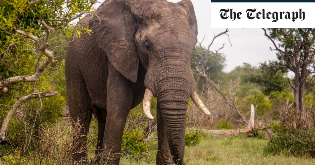 Do elephants really need renaming?