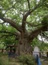 Parijaat tree, Kintoor